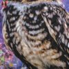 Cosmic Night Owl Halftone Design